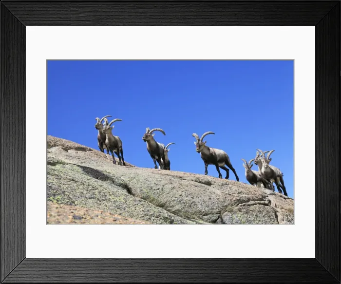 Framed Print : Spanish Ibex - Sierra de Gredos - Spain Framed Print : Spanish Ibex - Sierra de Gredos - Spain