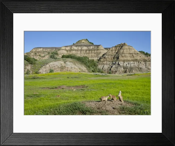 Framed Print : Black-tailed Prairie Dog - town / colony - one prairie dog doing jump-yip signal behaviour - Theodore Roosevelt National Park - North Dakota - North America (whilst not definitive) Framed Print : Black-tailed Prairie Dog - town / colony - one prairie dog doing jump-yip signal behaviour - Theodore Roosevelt National Park - North Dakota - North America (whilst not definitive)