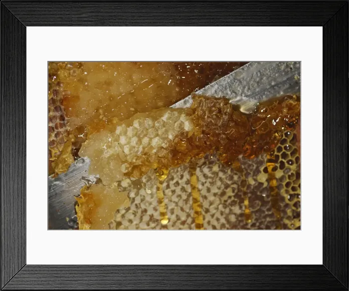 Framed Print : Honey - cutting comb with knife to release the honey Framed Print : Honey - cutting comb with knife to release the honey