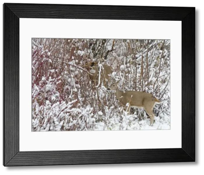 Framed Print : White-tailed Deer - doe and buck in snow storm during November rut - Autumn - Montana - Western U. S. _E7C1767 Framed Print : White-tailed Deer - doe and buck in snow storm during November rut - Autumn - Montana - Western U. S. _E7C1767