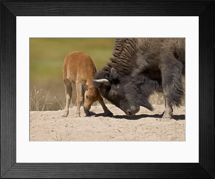 Framed Print : American Bison - cow playful with calf - Summer - Northern Great Plains - USA _E3D6713 Framed Print : American Bison - cow playful with calf - Summer - Northern Great Plains - USA _E3D6713