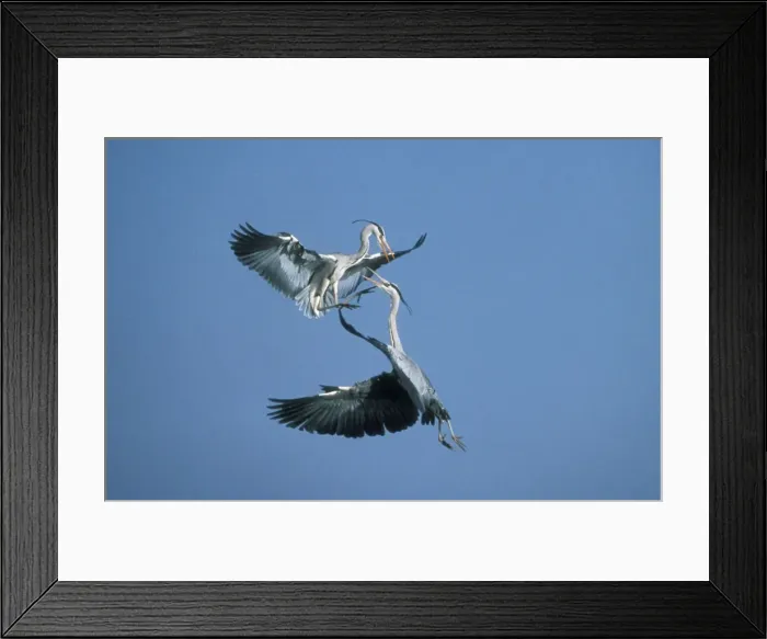 Framed Print : Grey Heron USH 507 2 birds in aerial combat Ardea cinerea © Duncan Usher  /  ardea. com