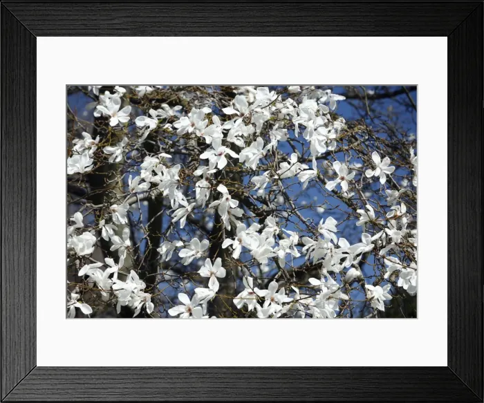 Framed Print : Magnolia Tree - blossom in springtime - Hessen - Germany Framed Print : Magnolia Tree - blossom in springtime - Hessen - Germany