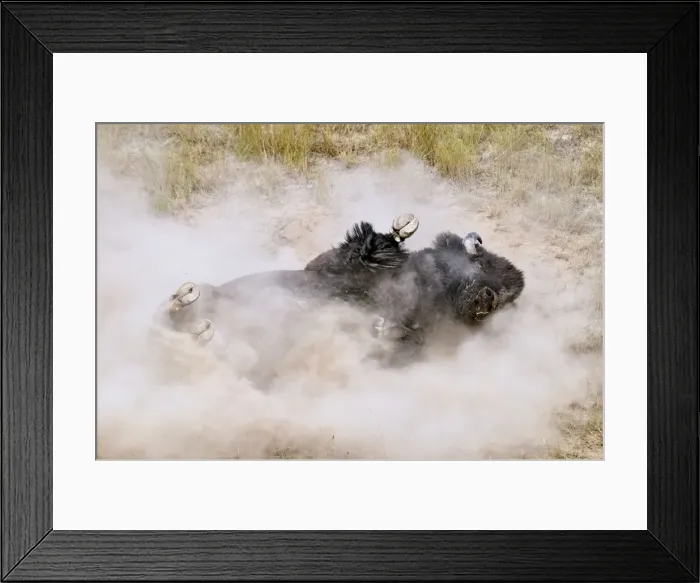 Framed Print : American Bison - bull wallowing during summer mating season to increase their sex appeal - Montana - USA _E3D6625 Framed Print : American Bison - bull wallowing during summer mating season to increase their sex appeal - Montana - USA _E3D6625