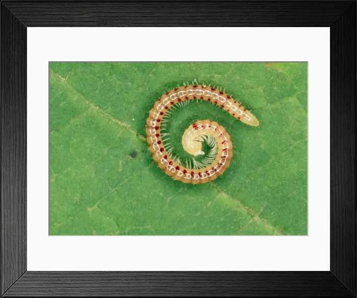 Framed Print : Snake-spotted Millipede - UK Framed Print : Snake-spotted Millipede - UK