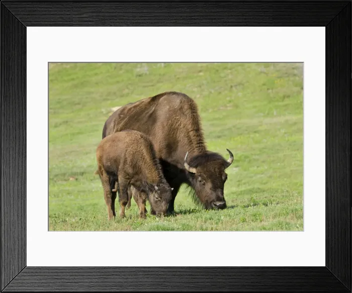 Framed Print : American Bison - cow with calf - North American Great Plains - Theodore Roosevlet National Park - North Dakota - USA _E7B2703 Framed Print : American Bison - cow with calf - North American Great Plains - Theodore Roosevlet National Park - North Dakota - USA _E7B2703