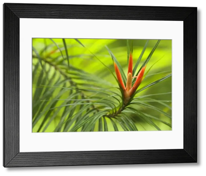 Framed Print : Climbing Pandanus - close-up of a blooming climbing pandanus in lush tropical rainforest - Tam O'Shanter National Forest, Wet Tropics World Heritage Area, Queensland, Australia Framed Print : Climbing Pandanus - close-up of a blooming climbing pandanus in lush tropical rainforest - Tam O'Shanter National Forest, Wet Tropics World Heritage Area, Queensland, Australia