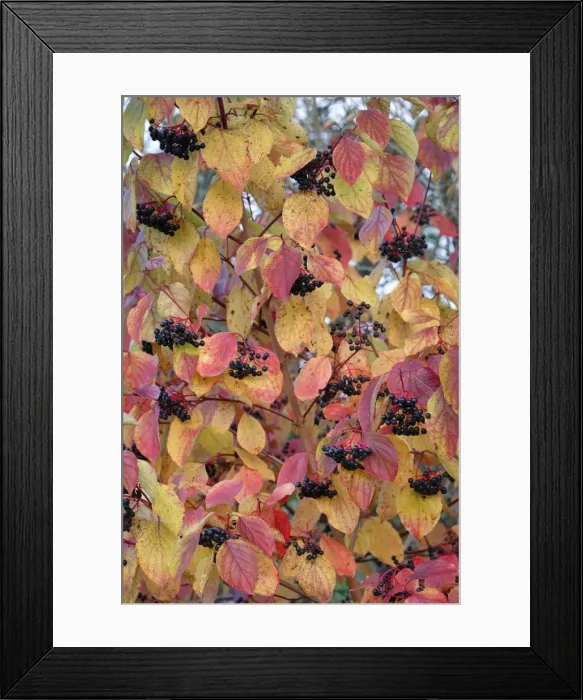 Framed Print : Common Dogwood - leaves and fruit in autumn colour - Hessen - Germany Framed Print : Common Dogwood - leaves and fruit in autumn colour - Hessen - Germany