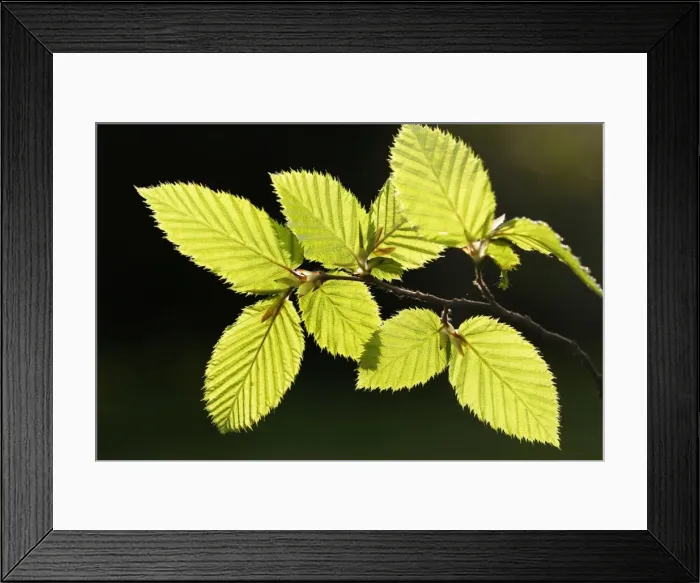 Framed Print : European Hornbeam - close-up of leaves Alsace France Framed Print : European Hornbeam - close-up of leaves Alsace France