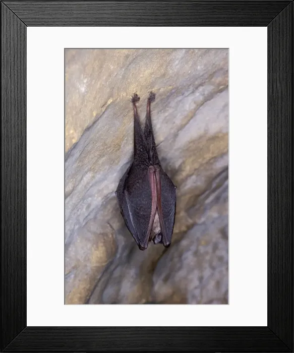 Framed Print : Lesser Horseshoe Bat - hibernation at cave - Argonne - France Framed Print : Lesser Horseshoe Bat - hibernation at cave - Argonne - France