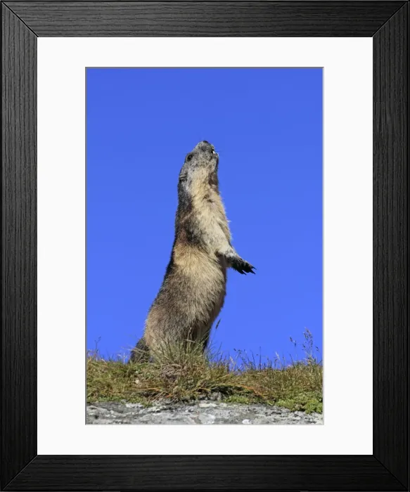 Framed Print : Alpine Marmot - on hind legs - Europe Framed Print : Alpine Marmot - on hind legs - Europe