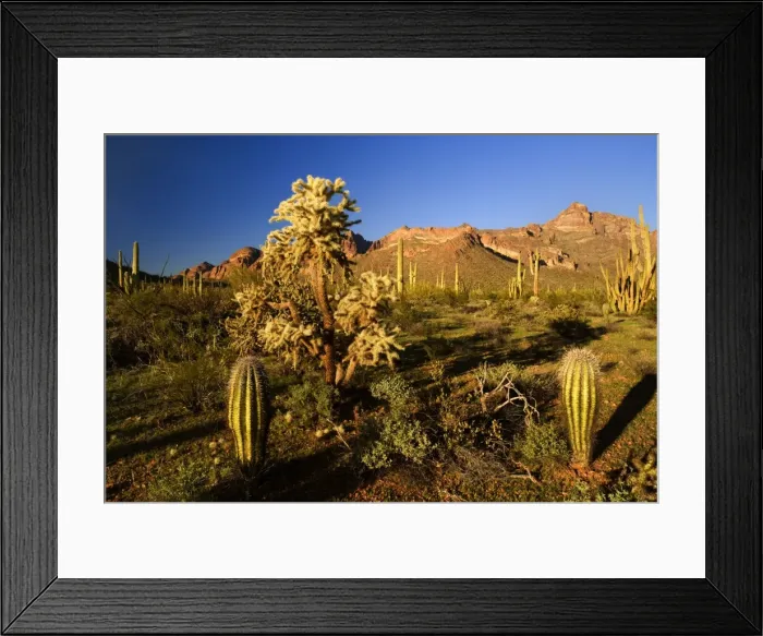 Framed Print : Sonora Desert - sonoran desert plant community including Saguaro Cacti, ocotillos (Fouquieria splendens), creosote bush (Larrea tridentata) and others against the Ajo Mountains as backdrop - with Jumping / Chain Fruit Cholla (Opuntia fulgida) Framed Print : Sonora Desert - sonoran desert plant community including Saguaro Cacti, ocotillos (Fouquieria splendens), creosote bush (Larrea tridentata) and others against the Ajo Mountains as backdrop - with Jumping / Chain Fruit Cholla (Opuntia fulgida)