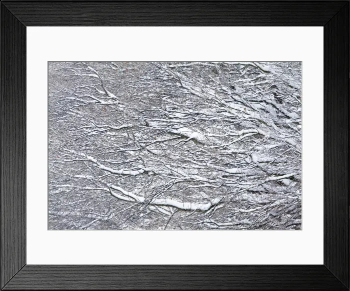 Framed Print : Oak Tree Branches - covered in snow - Lower Saxony - Germany Framed Print : Oak Tree Branches - covered in snow - Lower Saxony - Germany