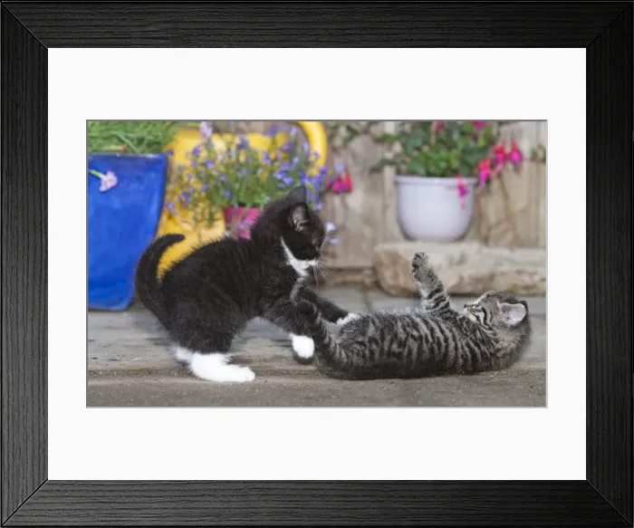 Framed Print : Cat - two kittens playing in front of garden shed - Lower Saxony - Germany Framed Print : Cat - two kittens playing in front of garden shed - Lower Saxony - Germany