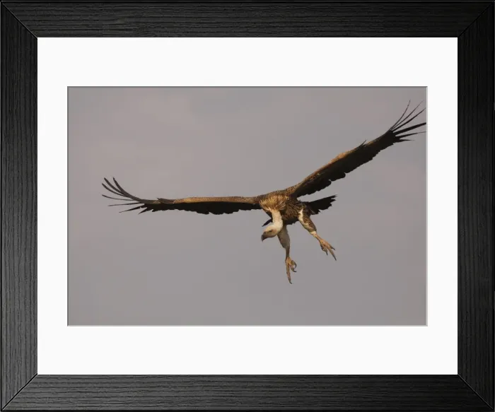 Framed Print : Rueppell's Griffon Vulture - in flight - Serengeti - Tanzania Framed Print : Rueppell's Griffon Vulture - in flight - Serengeti - Tanzania
