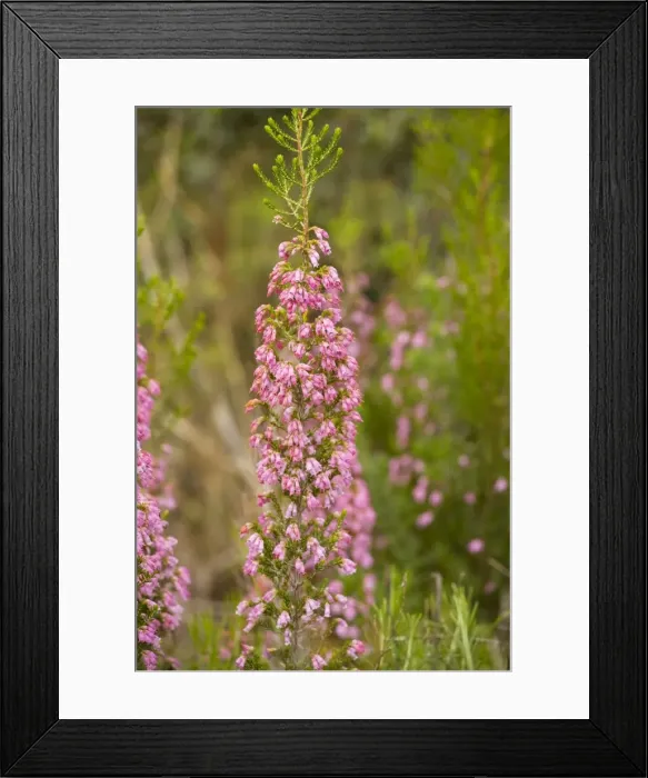 Framed Print : Spanish Heath - Algarve, Portugal Framed Print : Spanish Heath - Algarve, Portugal