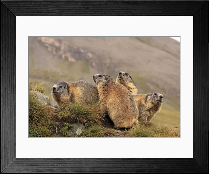 Framed Print : Alpine Marmot - group - Europe Framed Print : Alpine Marmot - group - Europe