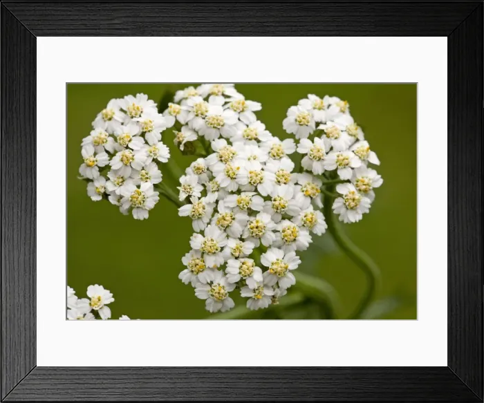 Framed Print : Yarrow - flowers in close-up. Dorset