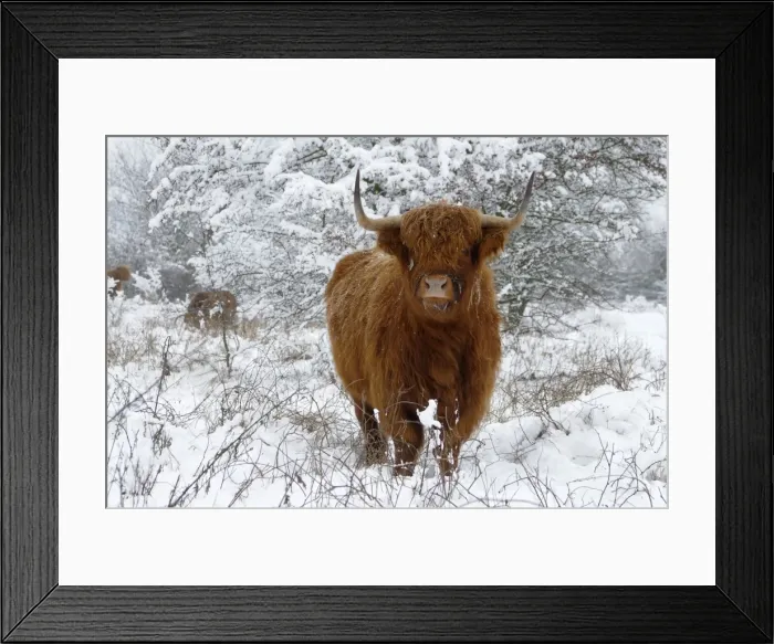 Framed Print : Scottish Highland Cow - in the snowy foreland of river IJssel The Netherlands, Overijssel, Wijhe / Olst, Fortmond Framed Print : Scottish Highland Cow - in the snowy foreland of river IJssel The Netherlands, Overijssel, Wijhe / Olst, Fortmond