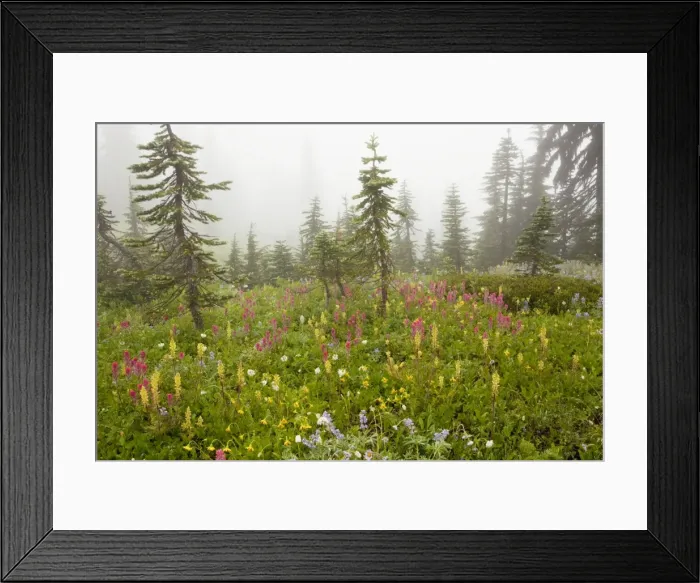 Framed Print : Spectacular summer alpine flowers including Magenta Paintbrush Castilleja parviflora, Lupins (lupines) and louseworts, in the mist on Mount Rainier National Park, Washington, USA, North America Framed Print : Spectacular summer alpine flowers including Magenta Paintbrush Castilleja parviflora, Lupins (lupines) and louseworts, in the mist on Mount Rainier National Park, Washington, USA, North America