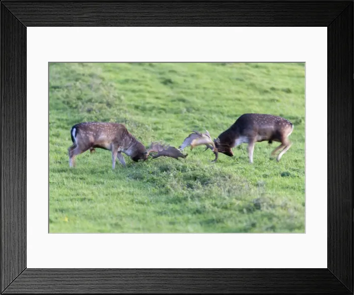 Framed Print : Fallow Deer - two bucks fighting - during the rut - Seeland - Denmark Framed Print : Fallow Deer - two bucks fighting - during the rut - Seeland - Denmark