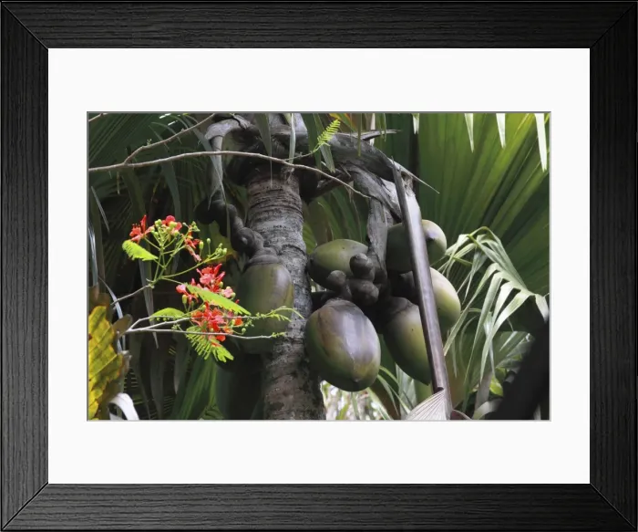 Framed Print : Coconut - Coco de Mer - Valle de Mai National Park - Praslin - Seychelles Framed Print : Coconut - Coco de Mer - Valle de Mai National Park - Praslin - Seychelles