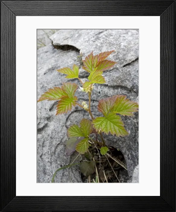 Framed Print : Stone Bramble - in limestone pavement, the Burren, Eire Framed Print : Stone Bramble - in limestone pavement, the Burren, Eire