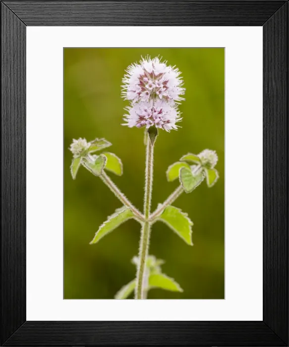 Framed Print : Water Mint - in flower. Dorset Framed Print : Water Mint - in flower. Dorset