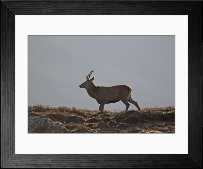 Framed Print : Red Deer - male. Scottish Moor - Aviemore - Scotland Framed Print : Red Deer - male. Scottish Moor - Aviemore - Scotland