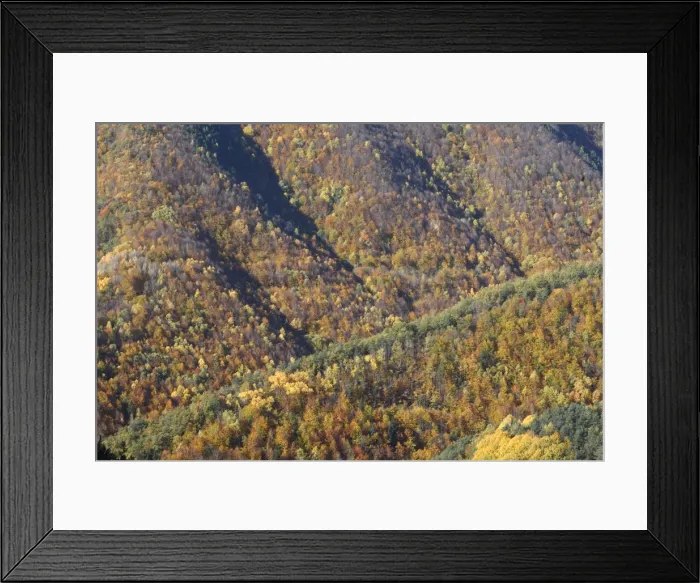 Framed Print : Mixed forest - in Autumn with Pine Poplar Oak Lime & Beech trees. Ordesa Valley - Spain Framed Print : Mixed forest - in Autumn with Pine Poplar Oak Lime & Beech trees. Ordesa Valley - Spain