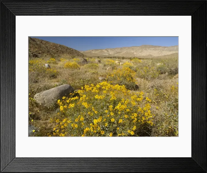 Framed Print : Brittlebush and Desert Dandelions (Malacothrix glabrata) - Anza Borrego Desert State Park - California - USA Framed Print : Brittlebush and Desert Dandelions (Malacothrix glabrata) - Anza Borrego Desert State Park - California - USA