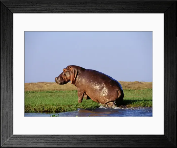 Framed Print : Common Hippopotamus TOM 585 Along the Zambezi River, Mana Pools National Park, Zimbabwe. Hippopotamus amphibius © Tom & Pat Leeson / ardea. com Framed Print : Common Hippopotamus TOM 585 Along the Zambezi River, Mana Pools National Park, Zimbabwe. Hippopotamus amphibius © Tom & Pat Leeson / ardea. com