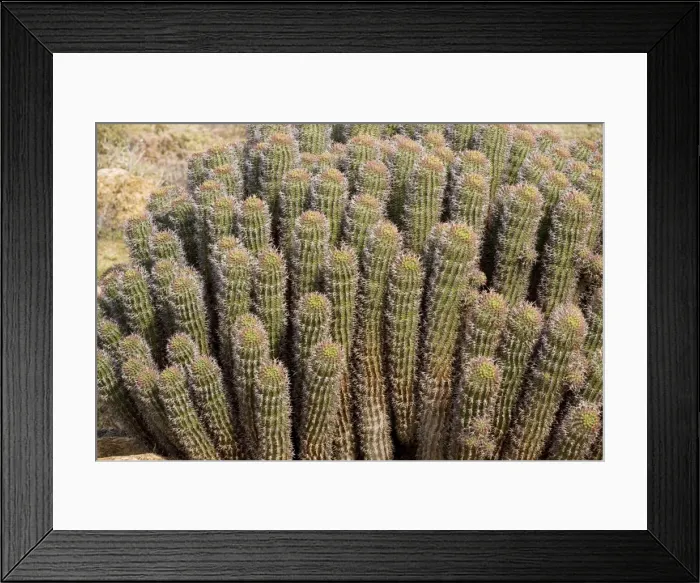 Framed Print : Hoodia gordonii - South Africa Framed Print : Hoodia gordonii - South Africa