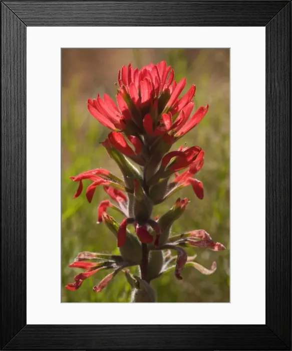 Framed Print : Desert Paintbrush - Grand Canyon National Park - Arizona - USA Framed Print : Desert Paintbrush - Grand Canyon National Park - Arizona - USA