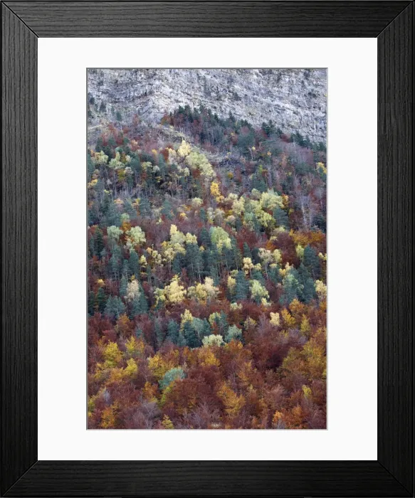 Framed Print : Mixed forest - in Autumn with Pine Poplar Oak Lime & Beech trees. Ordesa Valley - Spain