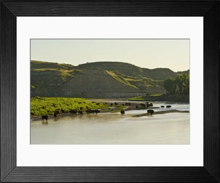Framed Print : American Bison - herd gathered along the Little Missouri River for a morning drink - Summer - Theodore Roosevlet National Park - North Dakota - USA _E7B1995 Framed Print : American Bison - herd gathered along the Little Missouri River for a morning drink - Summer - Theodore Roosevlet National Park - North Dakota - USA _E7B1995