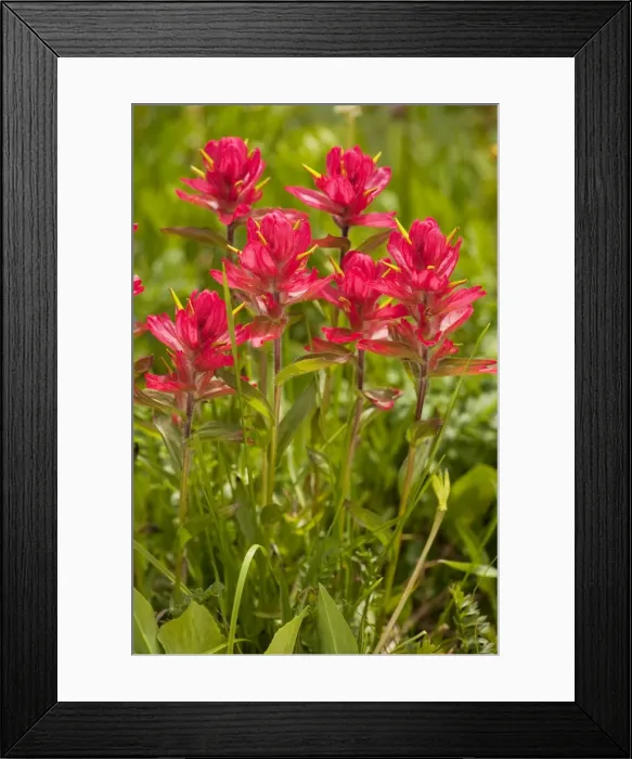 Framed Print : Rosy Paintbrush - in flower Rustler's Gulch, Maroon Bells-Snowmass Wilderness, near Crested Butte, The Rockies, Colorado, USA, North America Framed Print : Rosy Paintbrush - in flower Rustler's Gulch, Maroon Bells-Snowmass Wilderness, near Crested Butte, The Rockies, Colorado, USA, North America