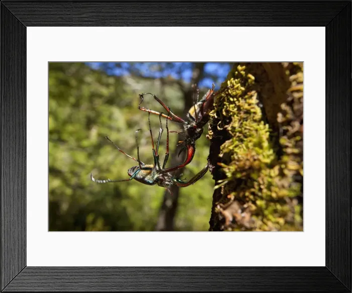 Framed Print : Darwin's Beetle / Grant's Stag Beetle / Chilean Stag Beetle - two giant male beetles fighting on a tree trunk - Queulat National Park - Patagonia - Carretera Austral - Chile - South America Framed Print : Darwin's Beetle / Grant's Stag Beetle / Chilean Stag Beetle - two giant male beetles fighting on a tree trunk - Queulat National Park - Patagonia - Carretera Austral - Chile - South America