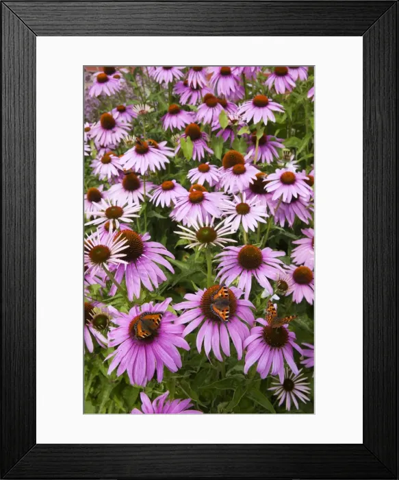 Framed Print : Small Tortoiseshell Butterfly - feeding on Rudbekia - in garden - Lower Saxony - Germany Framed Print : Small Tortoiseshell Butterfly - feeding on Rudbekia - in garden - Lower Saxony - Germany
