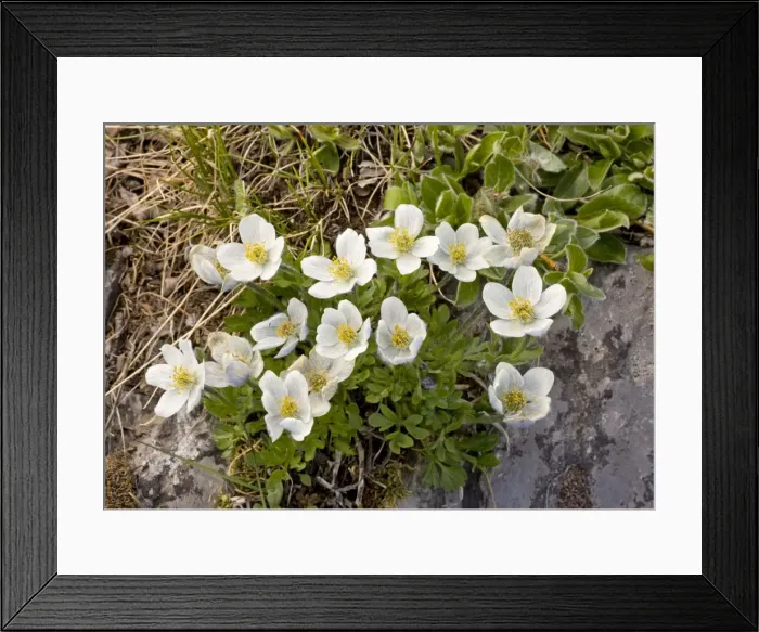 Framed Print : Northern Anemone - in flower, Rockies; Canada Framed Print : Northern Anemone - in flower, Rockies; Canada