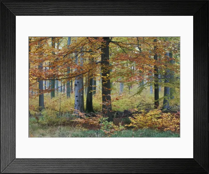 Framed Print : Beech Forest - in autumn colour - Reinhardswald - N. Hessen - Germany Framed Print : Beech Forest - in autumn colour - Reinhardswald - N. Hessen - Germany