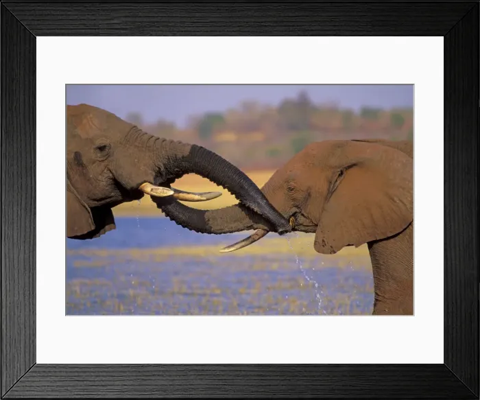 Framed Print : African Elephants TOM 586 Greeting one another by putting trunks in or to each others mouth. Loxodonta africana © Tom & Pat Leeson / ardea. com Framed Print : African Elephants TOM 586 Greeting one another by putting trunks in or to each others mouth. Loxodonta africana © Tom & Pat Leeson / ardea. com