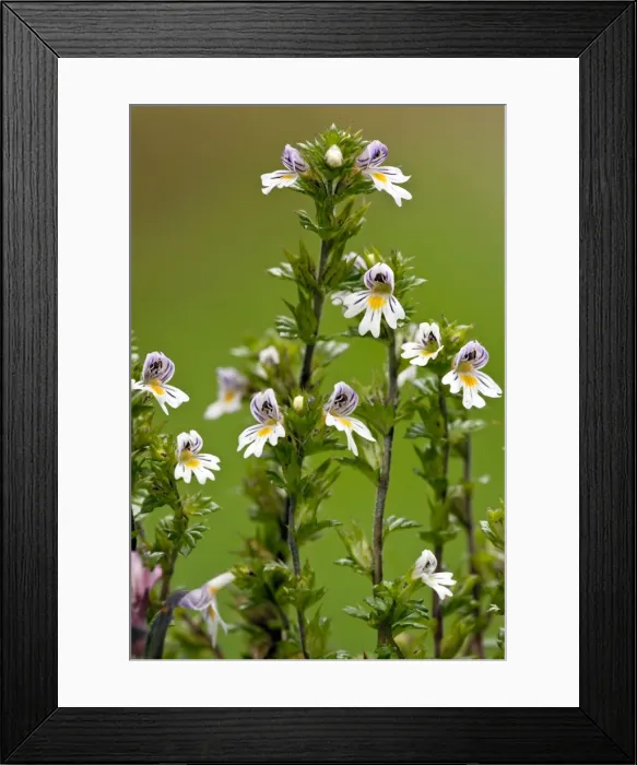 Framed Print : Common Eyebright - in flower - limestone grassland - Dorset Framed Print : Common Eyebright - in flower - limestone grassland - Dorset