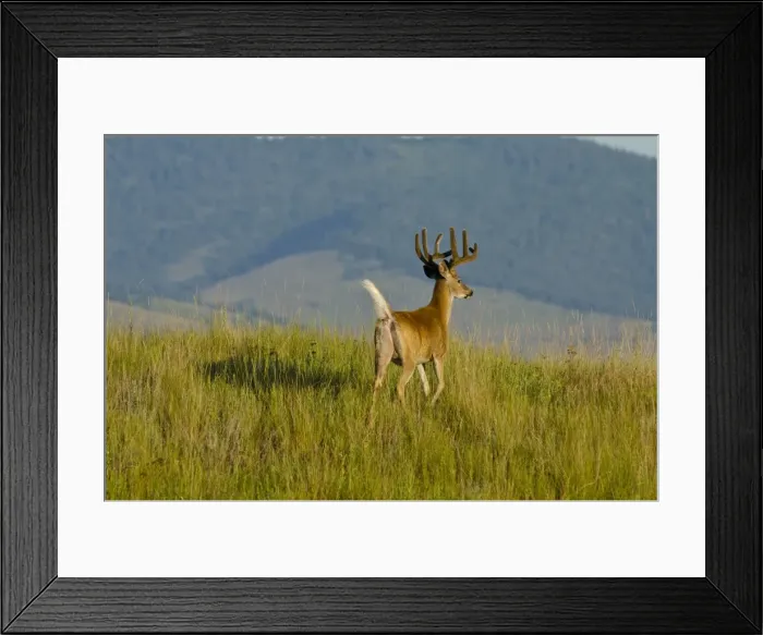 Framed Print : White-tailed Deer - in velvet - Summer - Montana - Western U. S. _E7B1386
