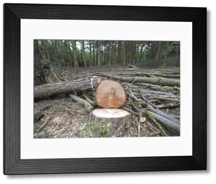 Framed Print : Scots and Corsican Pine Trees - felled showing tree rings Framed Print : Scots and Corsican Pine Trees - felled showing tree rings