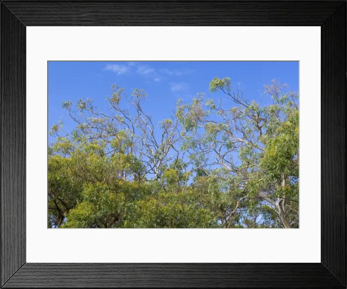 Framed Print : Koala clear feed - a nearly clear-fed Manna Gum, damage done by the cute Koala. This happens, when the population in a forest is too big - Cape Otway, Victoria, Australia Framed Print : Koala clear feed - a nearly clear-fed Manna Gum, damage done by the cute Koala. This happens, when the population in a forest is too big - Cape Otway, Victoria, Australia