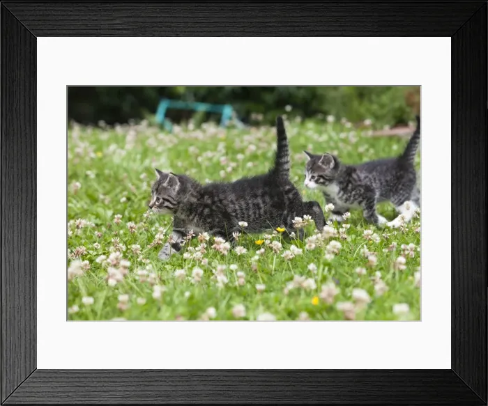 Framed Print : Cat - two kittens walking across lawn - Lower Saxony - Germany Framed Print : Cat - two kittens walking across lawn - Lower Saxony - Germany