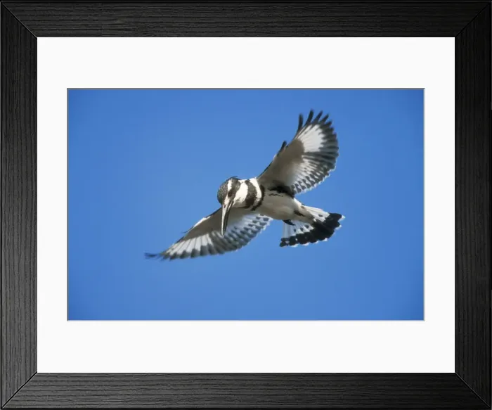 Framed Print : Lesser Pied Kingfisher USH 88 Hovering Ceryle rudis © Duncan Usher / ardea. com Framed Print : Lesser Pied Kingfisher USH 88 Hovering Ceryle rudis © Duncan Usher / ardea. com