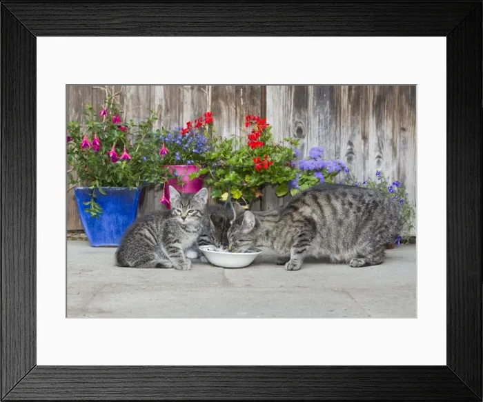Framed Print : Cat - mother with two kittens feeding outdoors - Lower Saxony - Germany Framed Print : Cat - mother with two kittens feeding outdoors - Lower Saxony - Germany