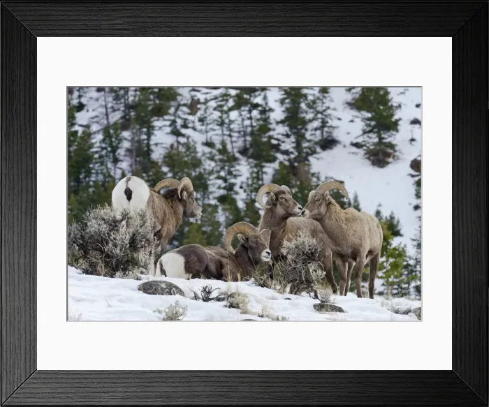 Framed Print : Bighorn Sheep - rams gather on hillside snow in winter - Western North America - USA _E7C3278 Framed Print : Bighorn Sheep - rams gather on hillside snow in winter - Western North America - USA _E7C3278